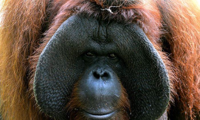 Oldest Male Orangutan in North America Dies at 45