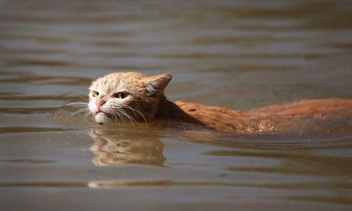 Getty Photographer Gets Flak for Not Rescuing Angry Cat