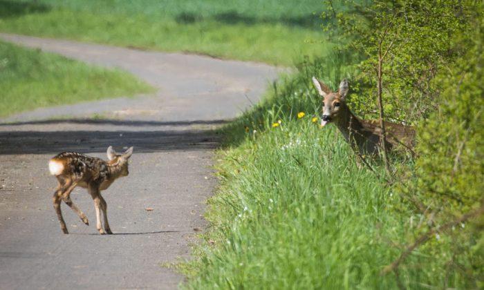 Man Arrested for Shooting Mother and Baby Deer Eating His Bushes