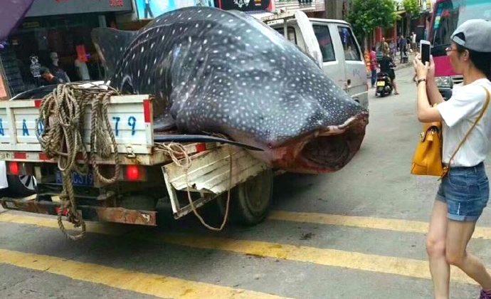 Fishermen Drive Whale Shark Through City, Chop It Up in Public