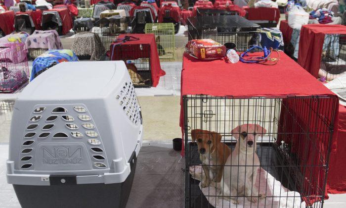 51 Pets Rescued in Florida in 48 Hours as Irma Makes Landfall