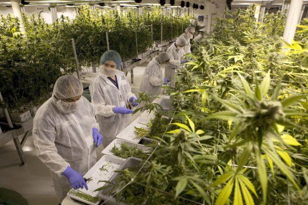 Production staff harvest marijuana plants in the flowering room at Harvest One Cannabis Inc. in Duncan, B.C., on Aug. 4, 2018. (THE CANADIAN PRESS/Chad Hipolito)