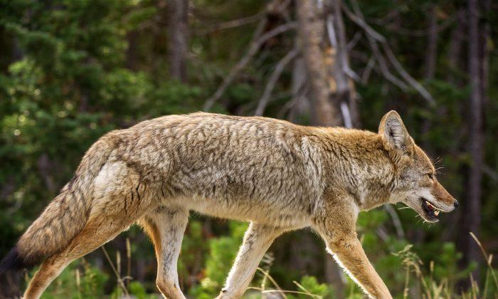 Coyote Hit by Car Survives 30-Minute Drive Stuck in Front Grill