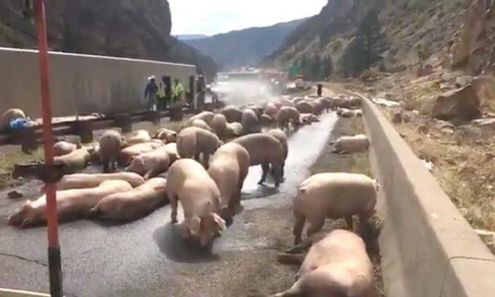 Pigs Spill Out of Semi in Colorado, 25 Animals Killed