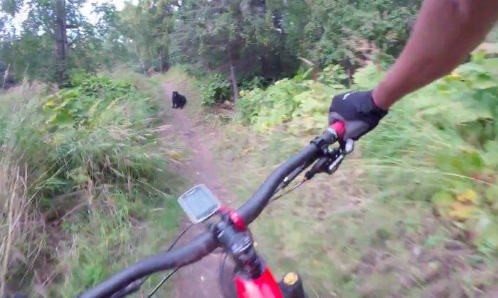 Quick-Thinking Mountain Biker Narrowly Avoids Black Bear
