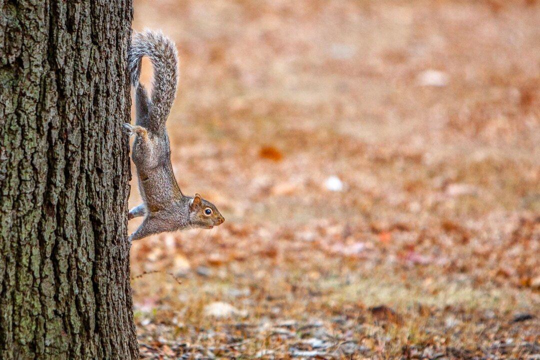 3 Squirrels Apprehended After Series of Unprovoked Attacks in New Orleans