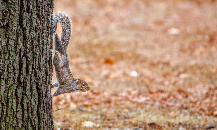 3 Squirrels Apprehended After Series of Unprovoked Attacks in New Orleans