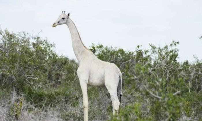 Extremely Rare White Giraffes Recorded on Video for the First Time