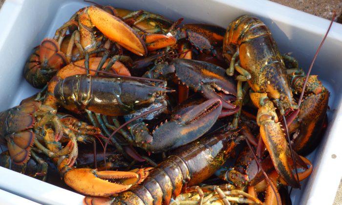 RCMP Makes More Arrests Made in Dispute Over Indigenous Lobster Fishing in Nova Scotia