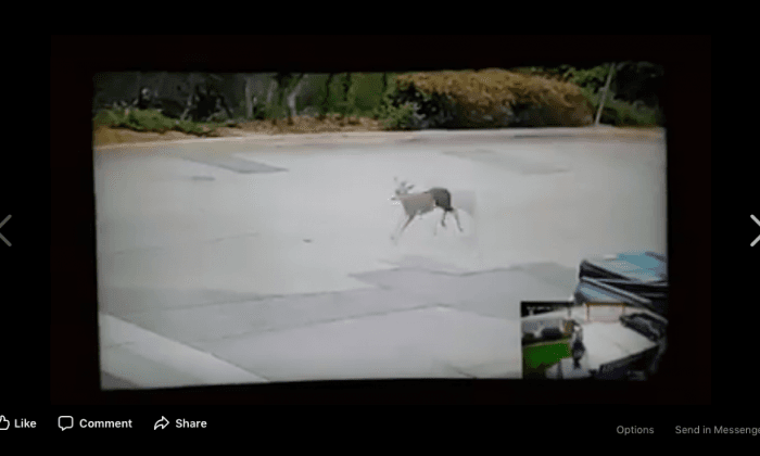 Video: Man to Be Charged After Shooting Deer in Residential Neighborhood