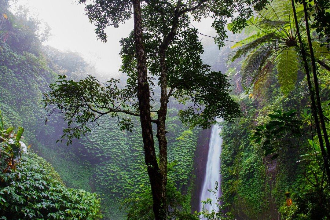 Millionaire Dies in Rain Forest Restaurant Rappelling Accident