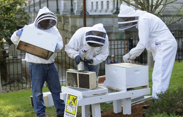 Beekeepers with the Olympia Beekeepers Association install hives on the lawn of the Governor's mansion in Olympia, Washington, on April 20, 2016. (AP Photo/Ted S. Warren)