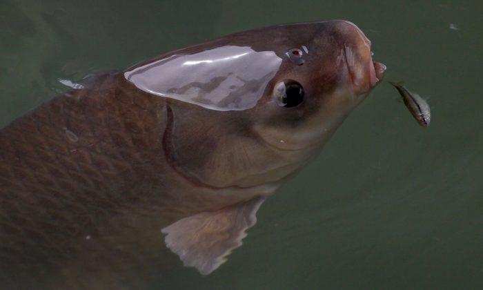 US Army Corps Plans to Stop Asian Carp From Entering Great Lakes