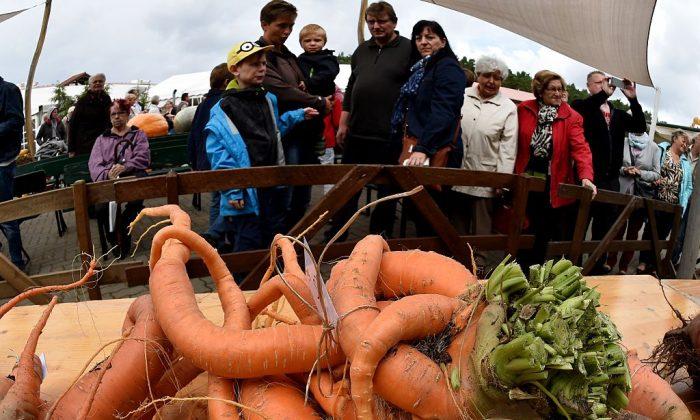 Man Grows 22-Pound Carrot, Largest Ever