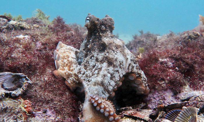 Octopuses Built an Underwater ‘City’ Named Octlantis
