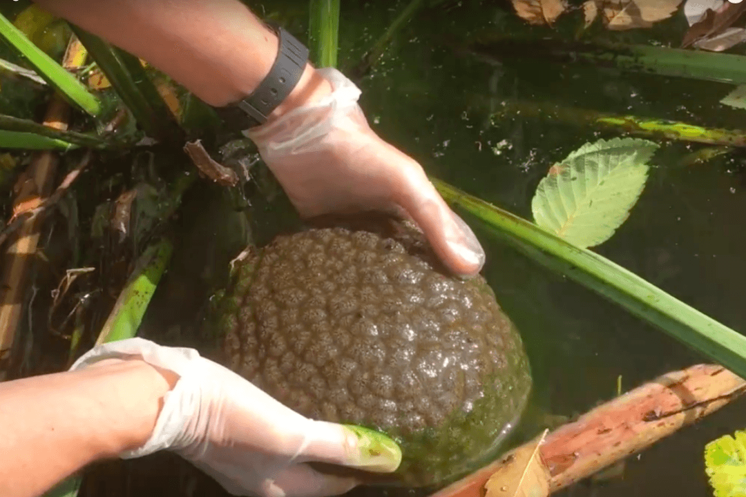 Slimy Asexual Brain-Blobs Spotted Heading West