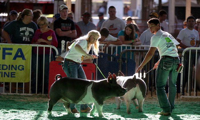 Swine Flu Outbreak: 20 People Affected After Contact With Pigs at County Fair