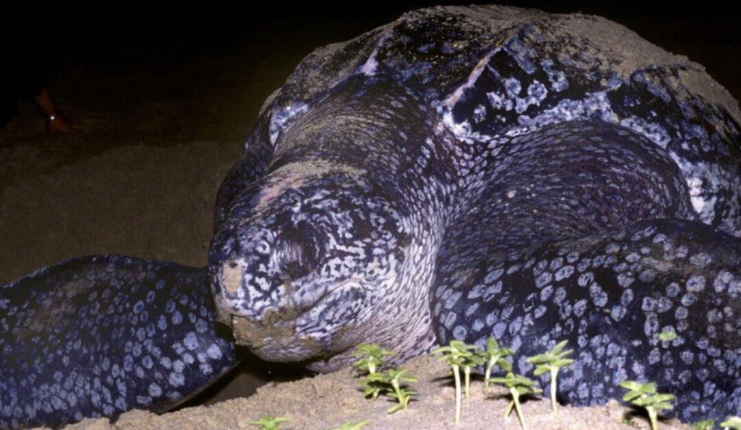 ‘Ridiculously Cruel’ Locals Ride Giant Turtle in Shocking Video