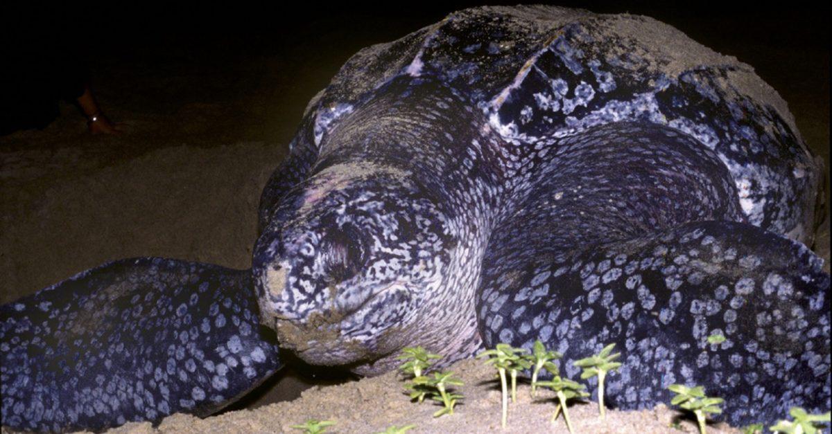 Enormous Turtle Found on Spanish Beach Possibly 7 Feet Long
