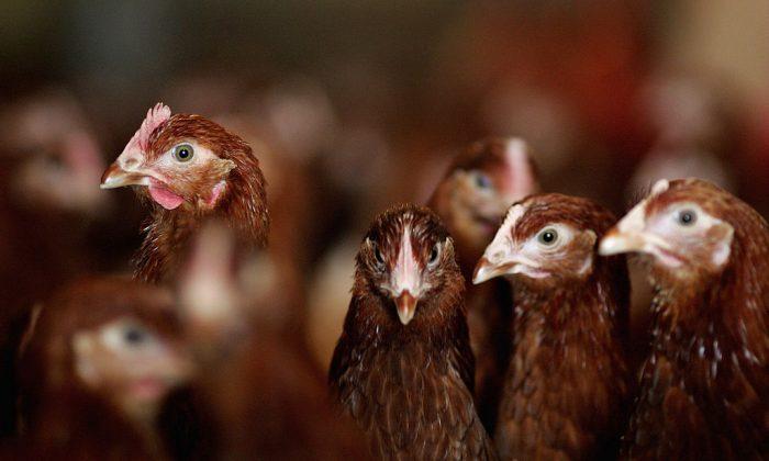 UK’s Largest Supplier of Chicken Investigated