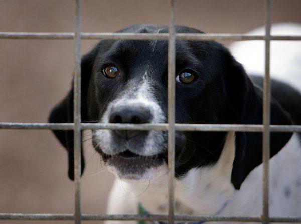 A homeless dog called Spot at the RSPCA Animal Rescue Center in Barnes Hill, Birmingham, on April 4, 2007. (Christopher Furlong/Getty Images)