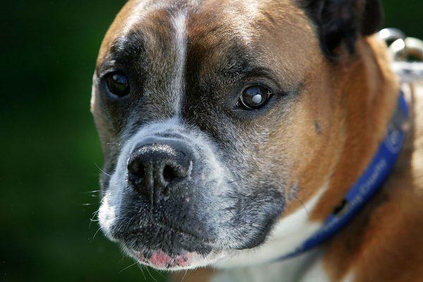 Nine-year-old boxer, Spike, was rescued by the RSPCA. (Christopher Furlong/Getty Images)