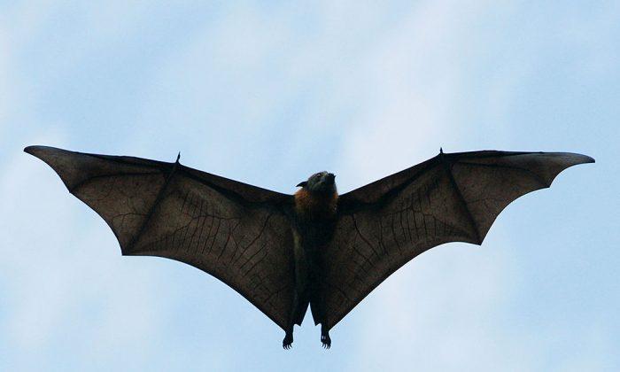 41 People Get Rabies Shots After Bats Invade High Schools