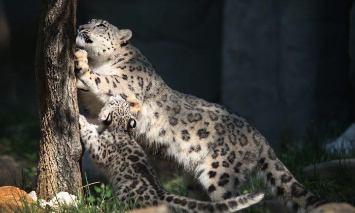 3 Snow Leopards With COVID-19 Die at Lincoln Children’s Zoo