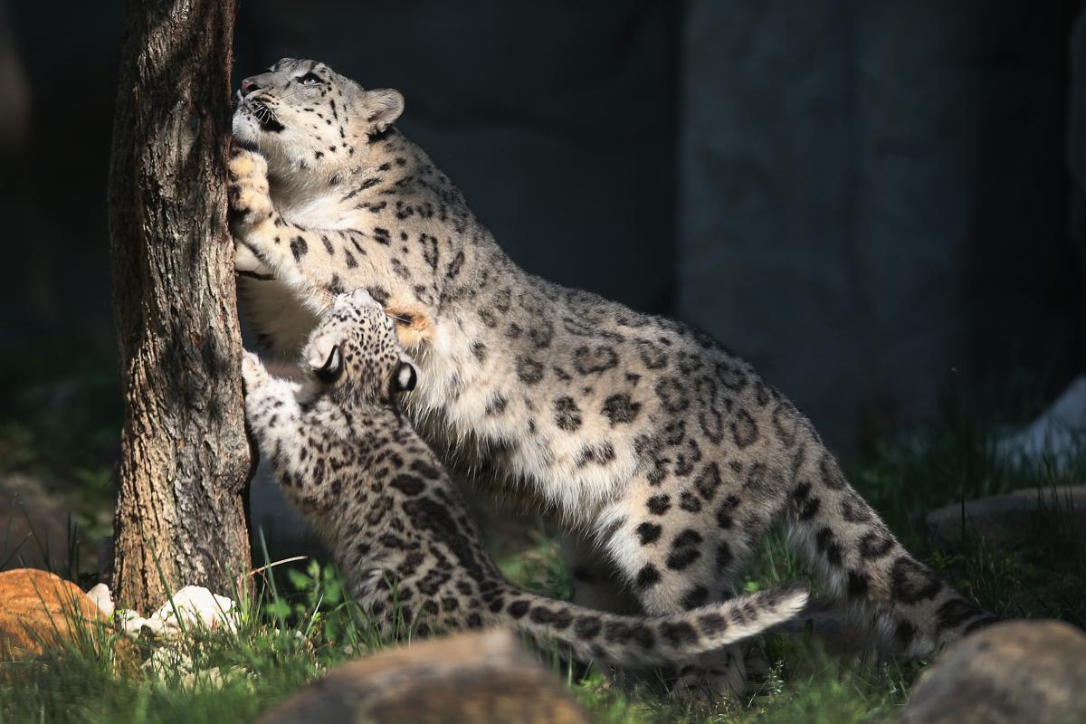 3 Snow Leopards With COVID-19 Die at Lincoln Children’s Zoo