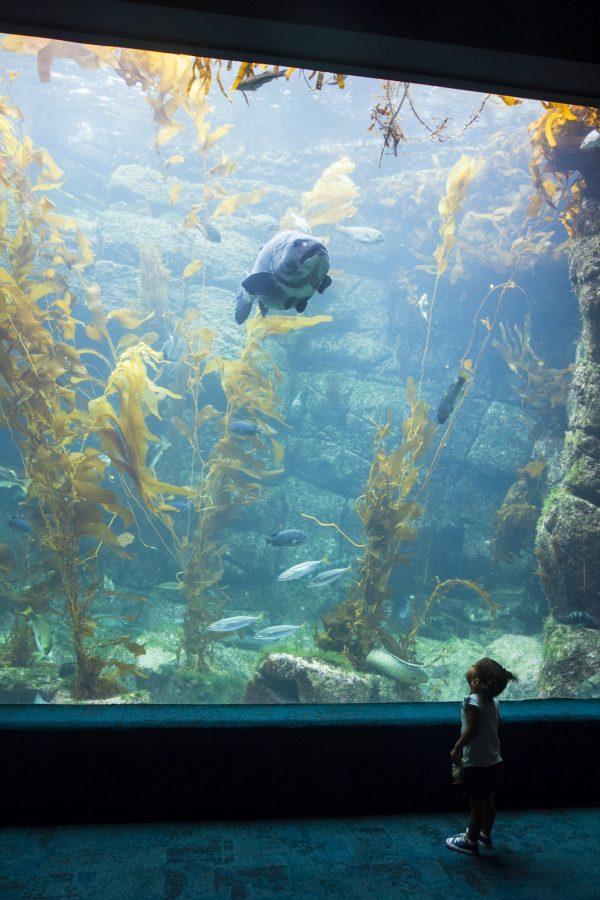 Child meets fish at Birch Aquarium. (Channaly Philipp/The Epoch Times)