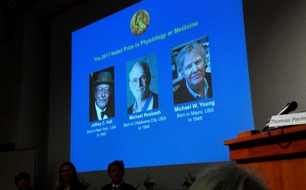 The names of Jeffrey C. Hall, Michael Rosbash and Michael W. Young are displayed during a news conference to announce the winner of the Nobel Prize in Physiology or Medicine 2017, in Stockholm, Sweden October 2, 2017. (TT News Agency/Jonas Ekstromer via REUTERS)