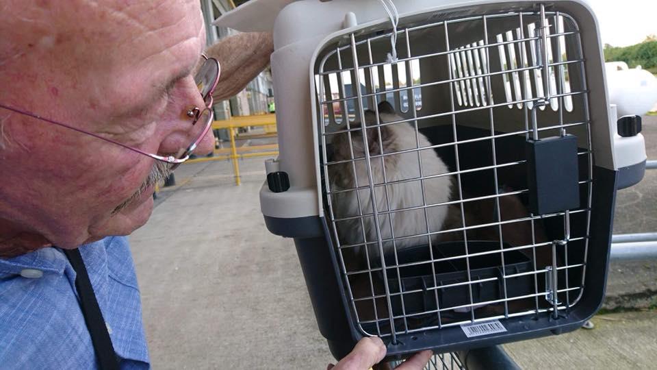 Dinky the Cat Is Finally Home