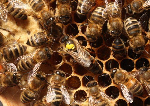 Chemical Toxic to Bees Found in 75 Percent of World’s Honey