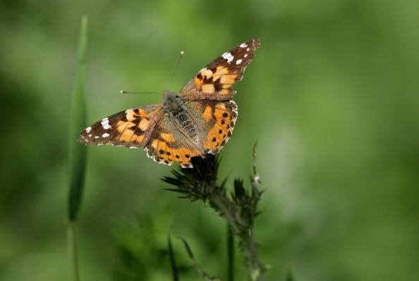 A Painted Lady butterfly (Justin Sullivan/Getty Images)