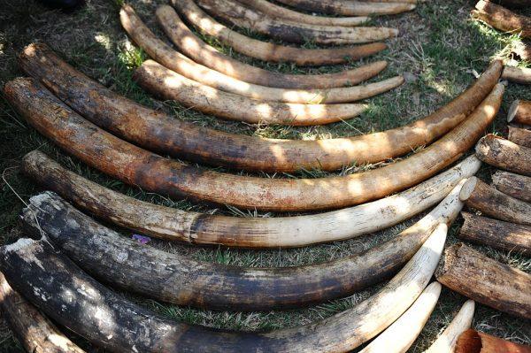 Kenyan authorities seized 40 pieces of ivory tusks in a private residence in Nairobi on March 22, 2016. (JOHN MUCHUCHA/AFP/Getty Images)