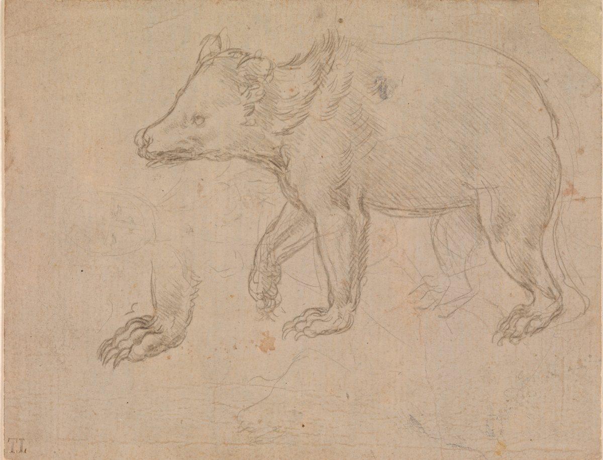 A Bear Walking, circa 1482–85, by Leonardo da Vinci (1452–1519). Silverpoint on light buff prepared paper, The Metropolitan Museum of Art, Robert Lehman Collection, 1975. (The Metropolitan Museum of Art)