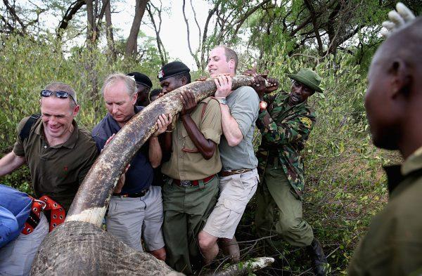 Prince William, Duke of Cambridge, Royal Patron of Tusk and President of United For Wildlife, lends a hand to rangers lifting the head of Kenya bull elephant "Matt". (Chris Jackson/Getty Images)