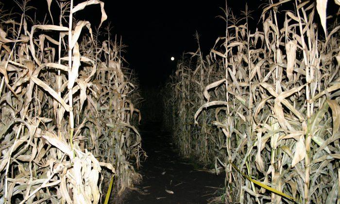 3-Year-Old Boy Left Behind at Corn Maze, Family Only Realized Next Day