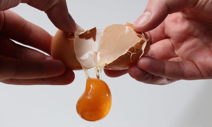 British Eggs Declared Salmonella Free After 30 Years