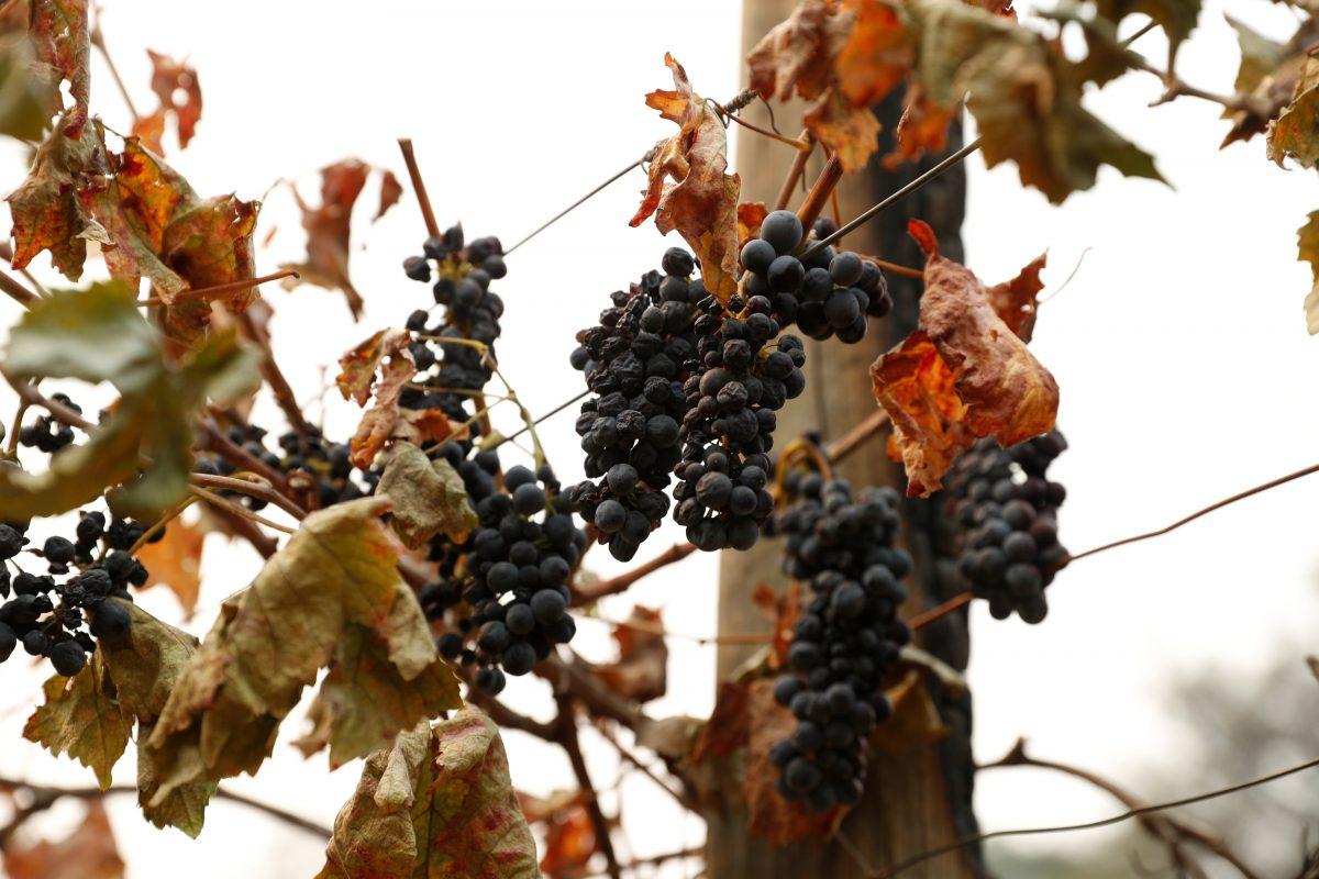 Grapes are seen on a vine charred by the Nuns Fire is seen in Glen Ellen, California, Oct. 11, 2017. (REUTERS/Stephen Lam)