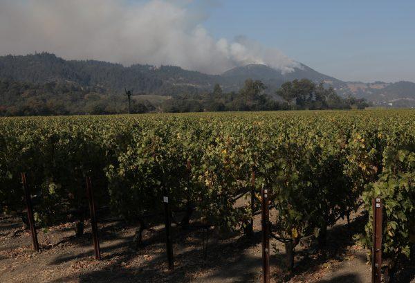 A wildfire burns west of a vineyard near Oakville, California, U.S., October 13, 2017. (Reuters/Jim Urquhart)