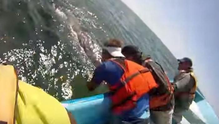 Video: Whale Lifts Calf From the Water