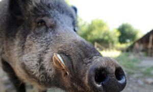 Man Shoots 416-Pound Wild Boar That Terrorized His Property