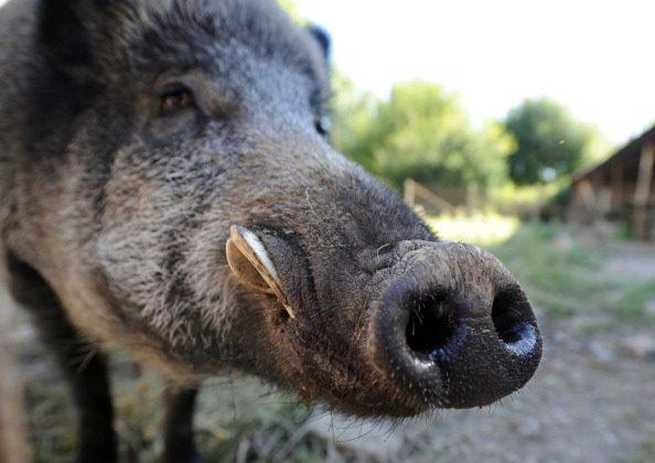 Man Shoots 416-Pound Wild Boar That Terrorized His Property