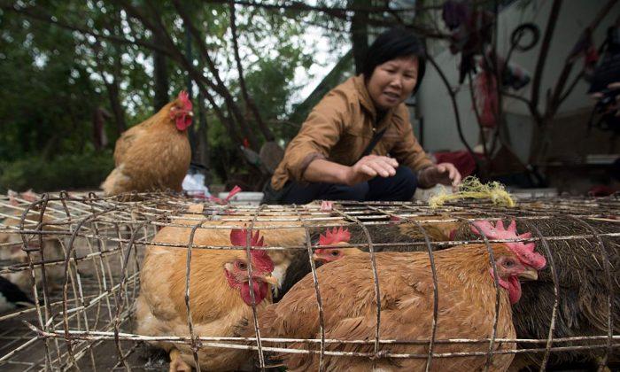 Chinese Chickens Now on US Dinner Tables