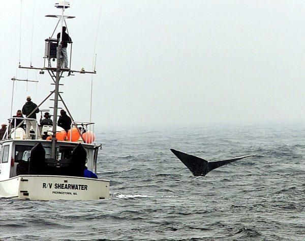 Marine scientists get a close look at an injured North Atlantic right whale approximately 65 miles east of Provincetown, Mass., in this file photo. (AP Photo/Kevin Mingora, Pool)