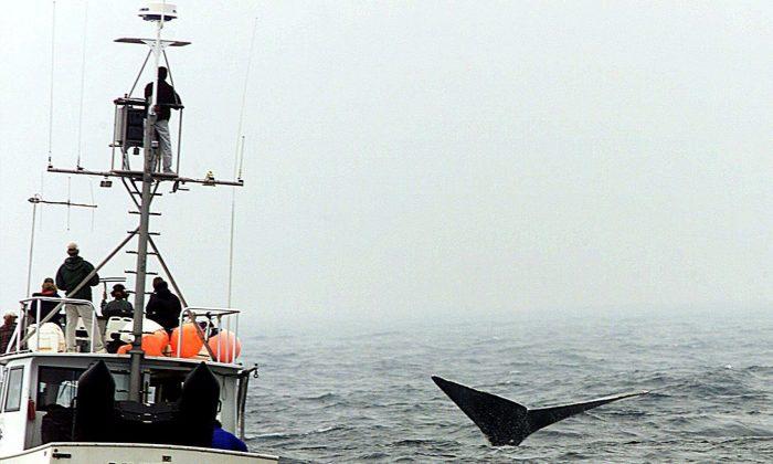 Rescuers Make Slow Progress on Freeing Entangled North Atlantic Right Whales