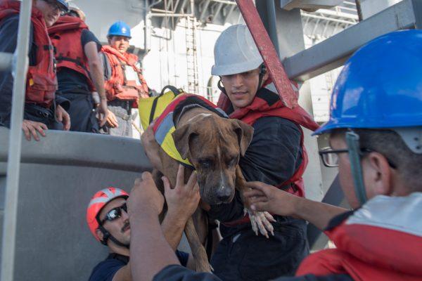 Sailors help Zeus, one of two dogs who were accompanying two mariners who were aided by the USS Ashland. (U.S. Navy photo by Mass Communication Specialist 3rd Class Jonathan Clay)