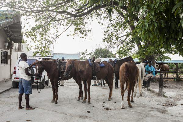 Getting horses ready for an outing. (Annie Wu/The Epoch Times)