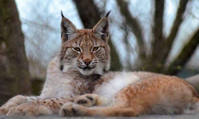 Wild Lynx on the Loose After Escaping From Animal Park in Wales